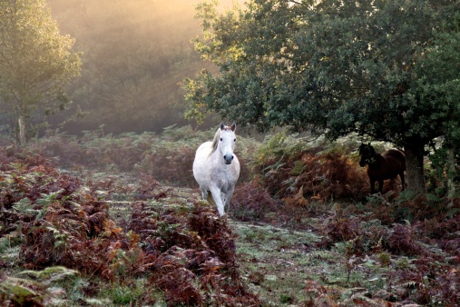 Accountancy Services in the New Forest